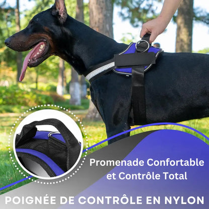 Harnais Prénom Anti Traction Pour Chien