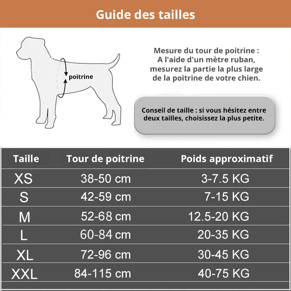 Harnais Prénom Anti Traction Pour Chien