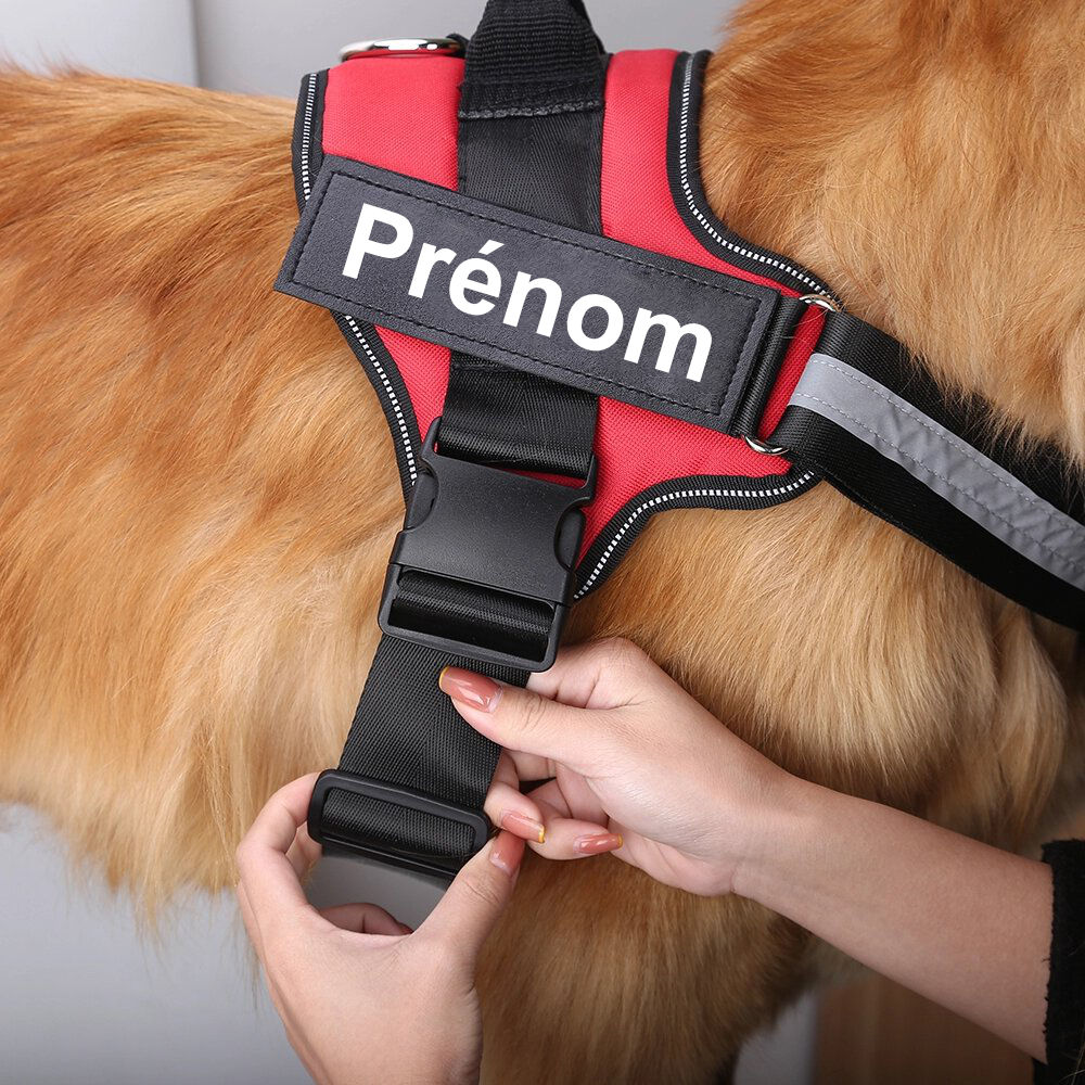 Harnais Prénom Anti Traction Pour Chien